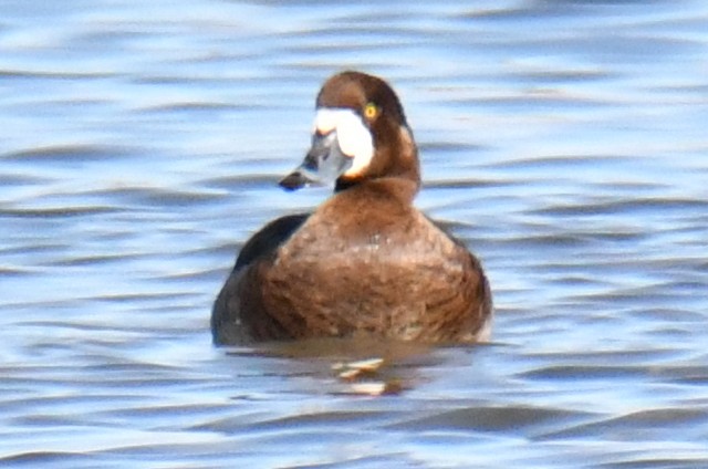 Greater Scaup - ML452709211