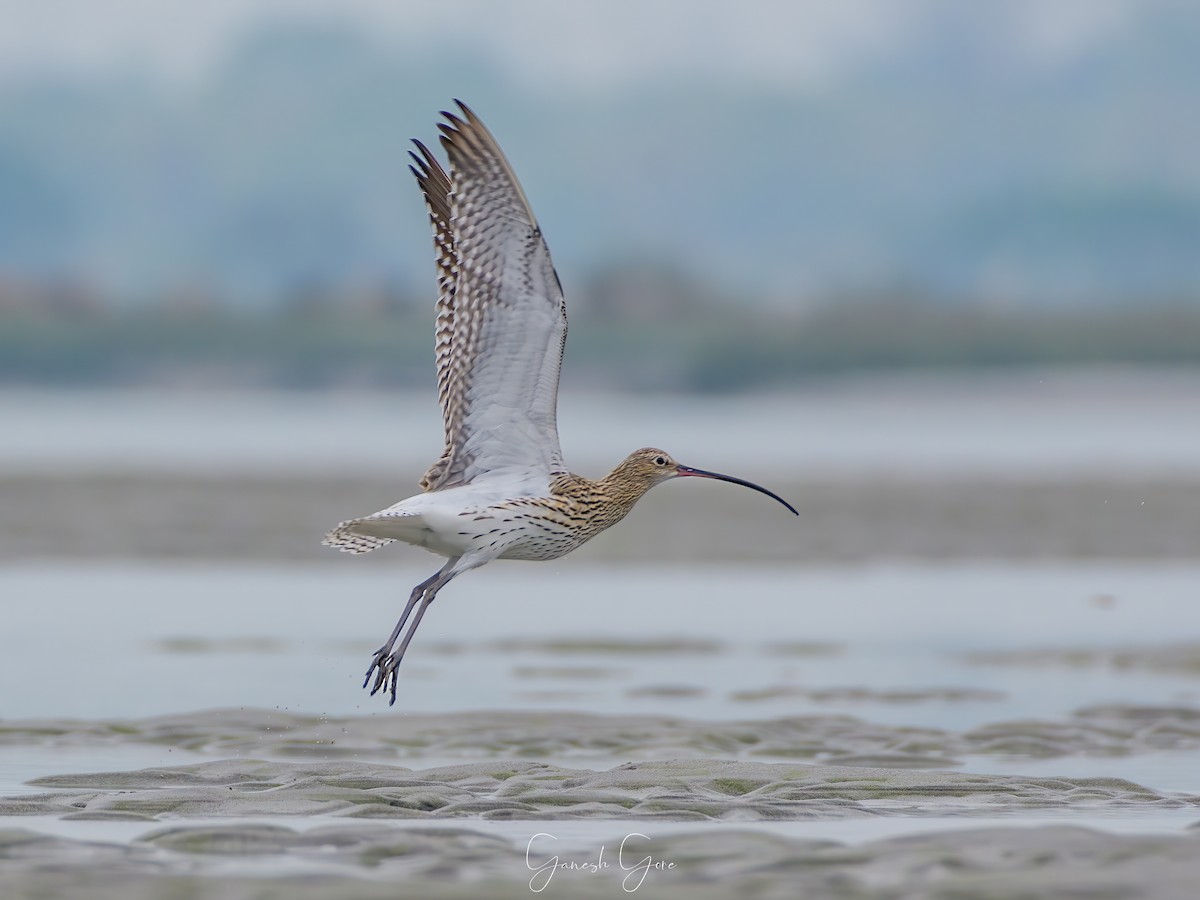 Eurasian Curlew - Ganesh Gore