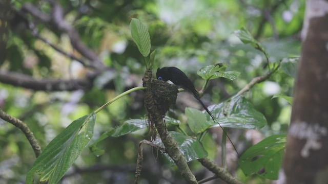 Black Paradise-Flycatcher - ML452709731