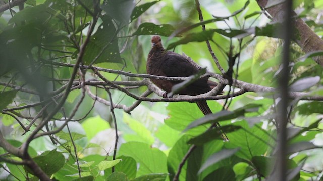 Philippine Cuckoo-Dove - ML452709971