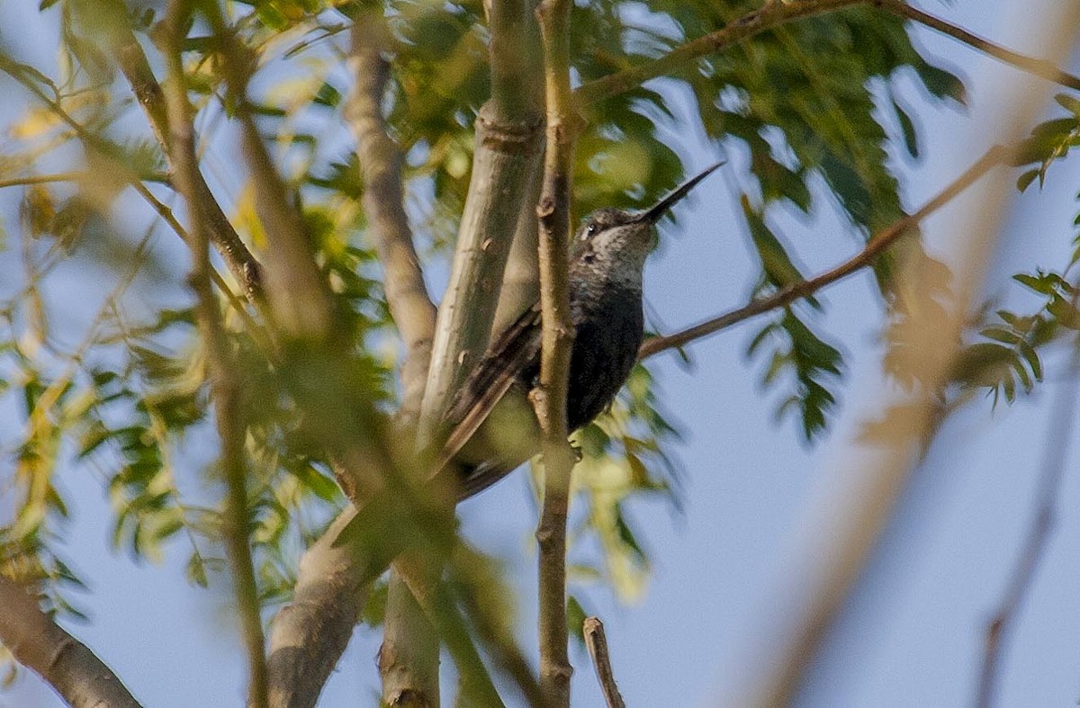 Blue-tufted Starthroat - ML452710621