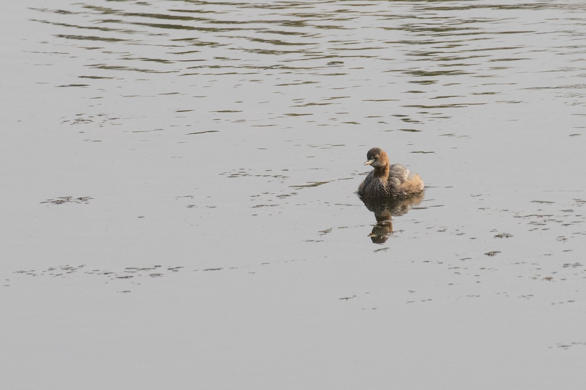 Little Grebe - ML452710921