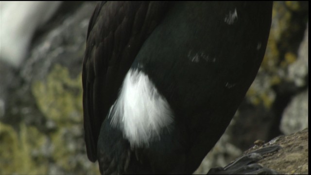 Red-faced Cormorant - ML452711