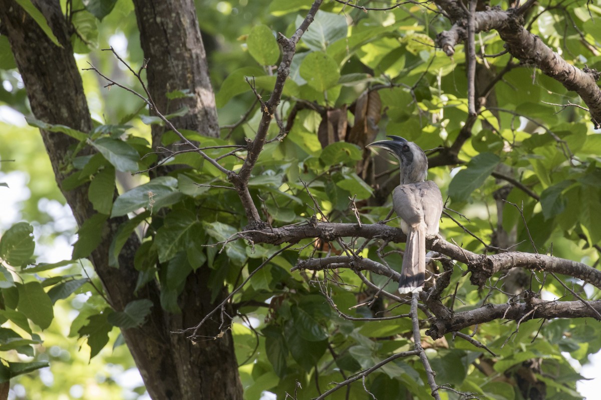 Indian Gray Hornbill - ML452711211
