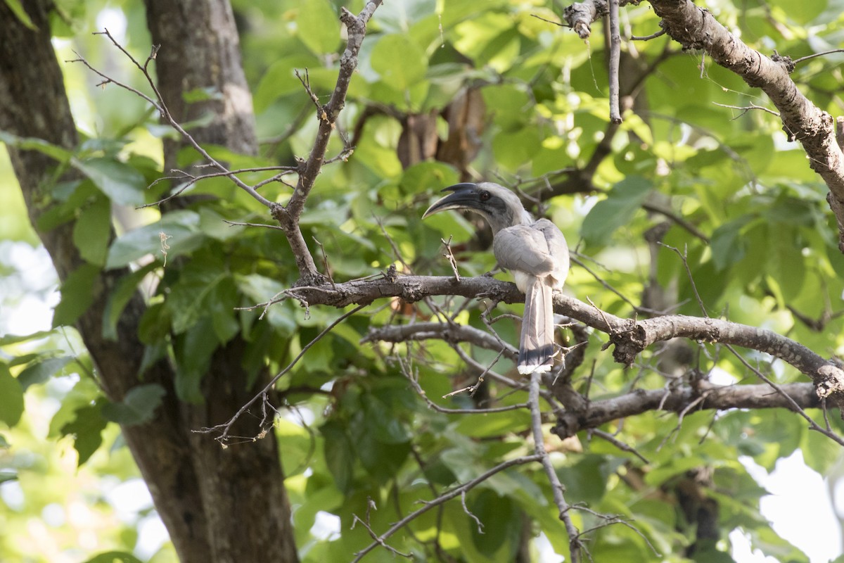 Indian Gray Hornbill - ML452711221