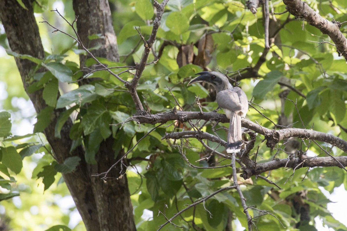 Indian Gray Hornbill - ML452711251