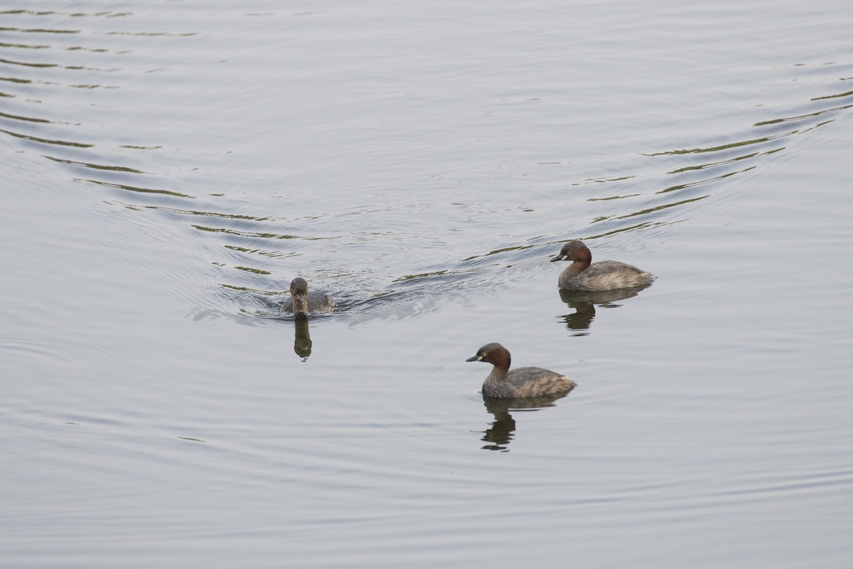 Little Grebe - ML452711821