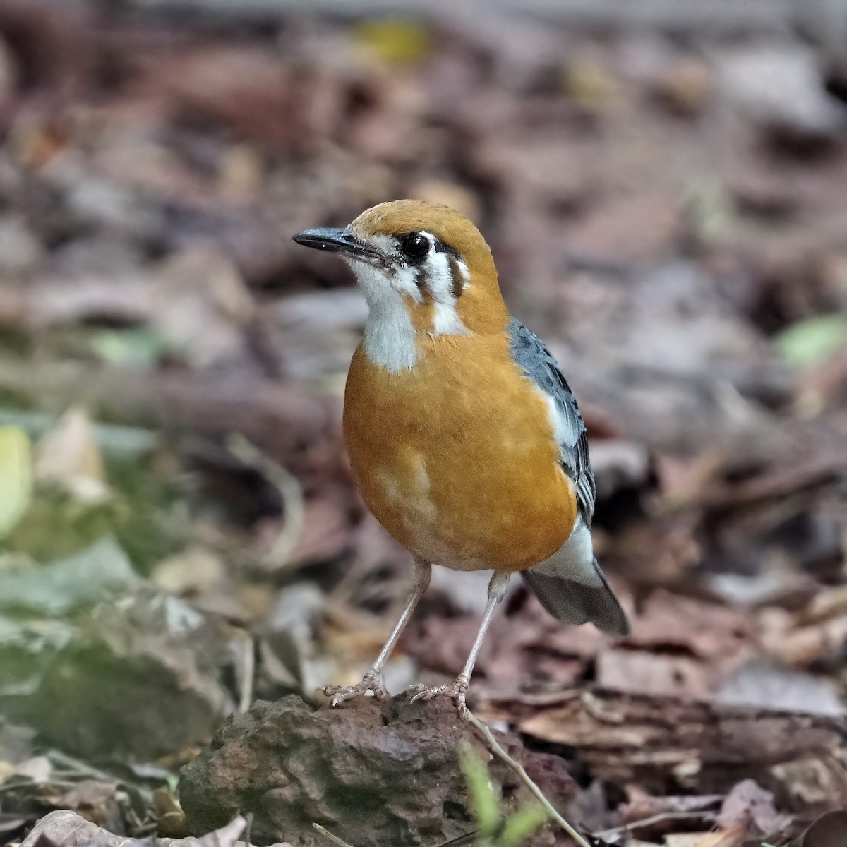 Grive à tête orange - ML452711871