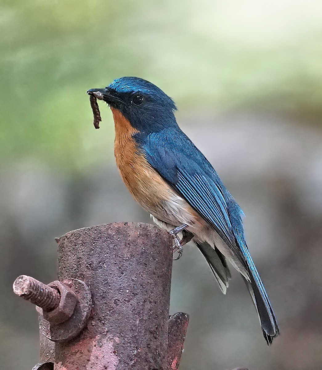 Tickell's Blue Flycatcher - ML452711981