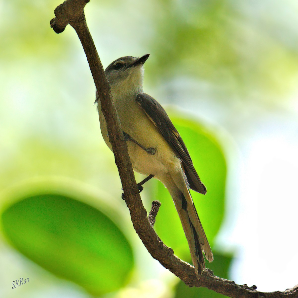 Small Minivet - Raghava Rao suryadevara