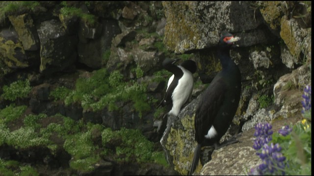 kormorán červenolící - ML452713