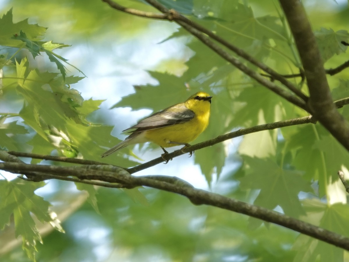 Blue-winged Warbler - ML452713921