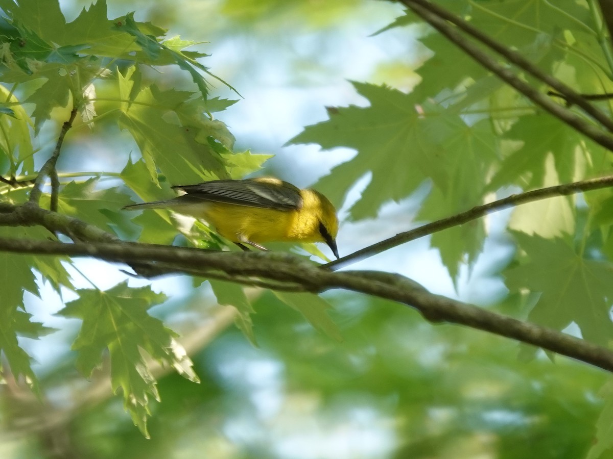 Blue-winged Warbler - ML452713931