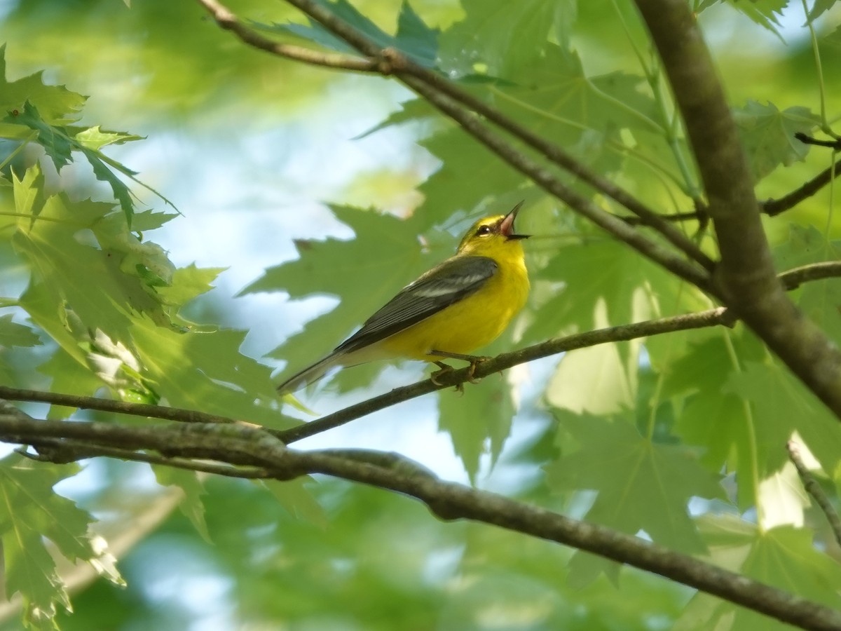 Blue-winged Warbler - ML452713951