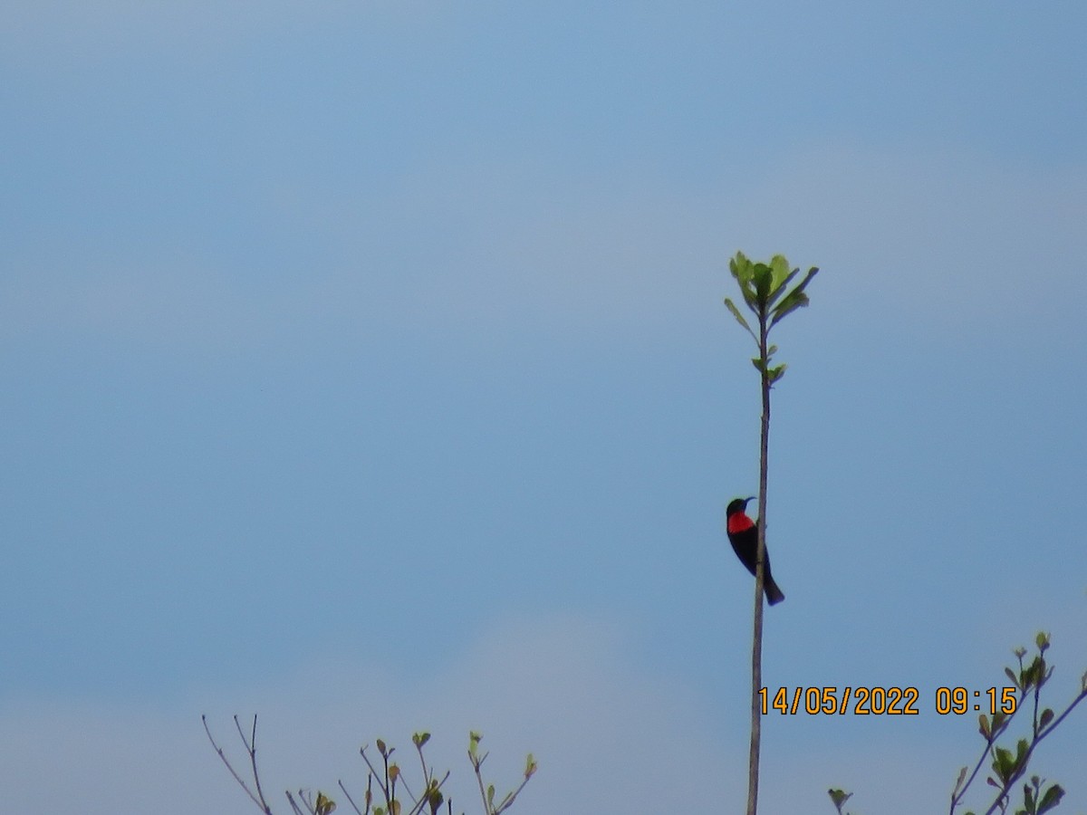 Scarlet-chested Sunbird - ML452714401