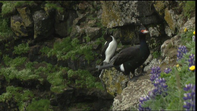 Red-faced Cormorant - ML452715