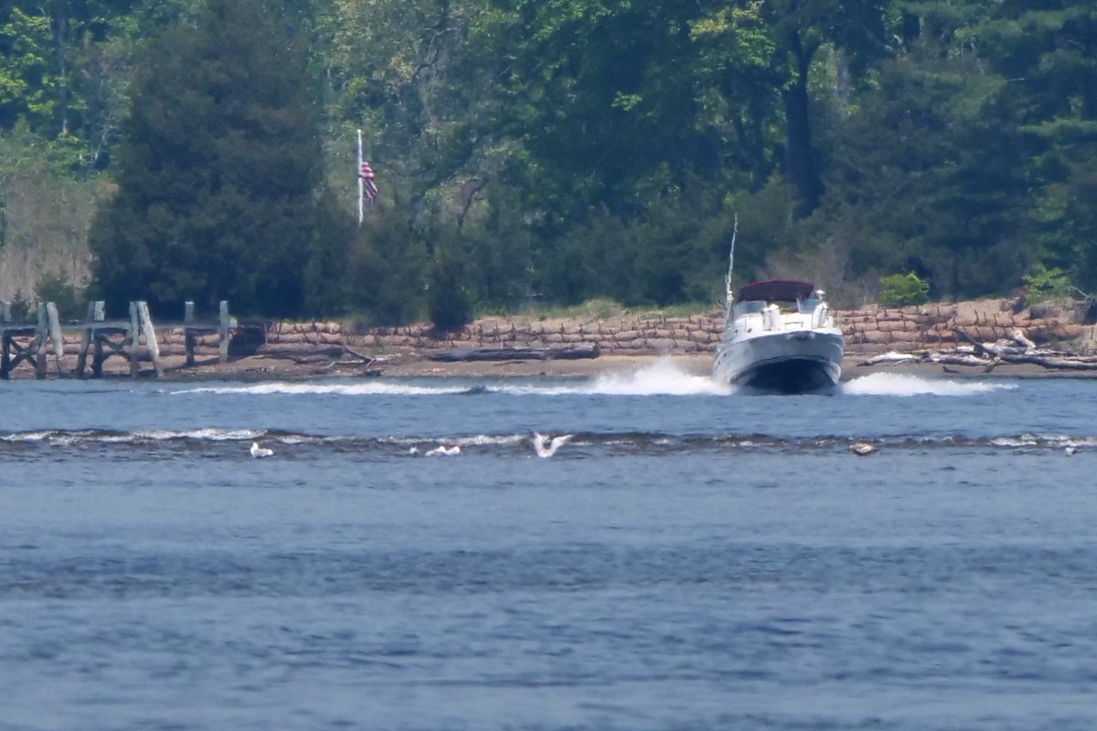 שחפית כספית - ML452715221