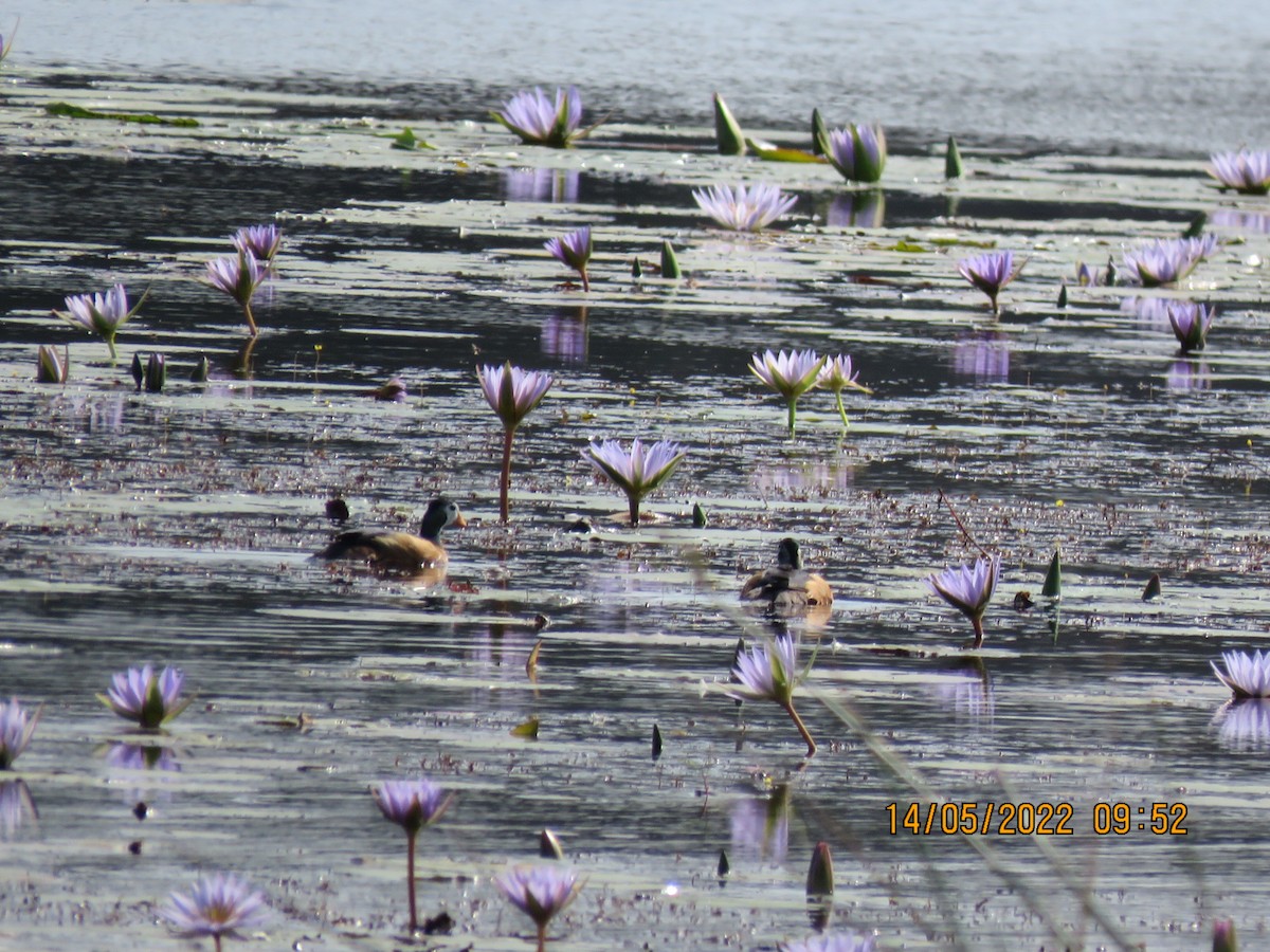 African Pygmy-Goose - ML452715421