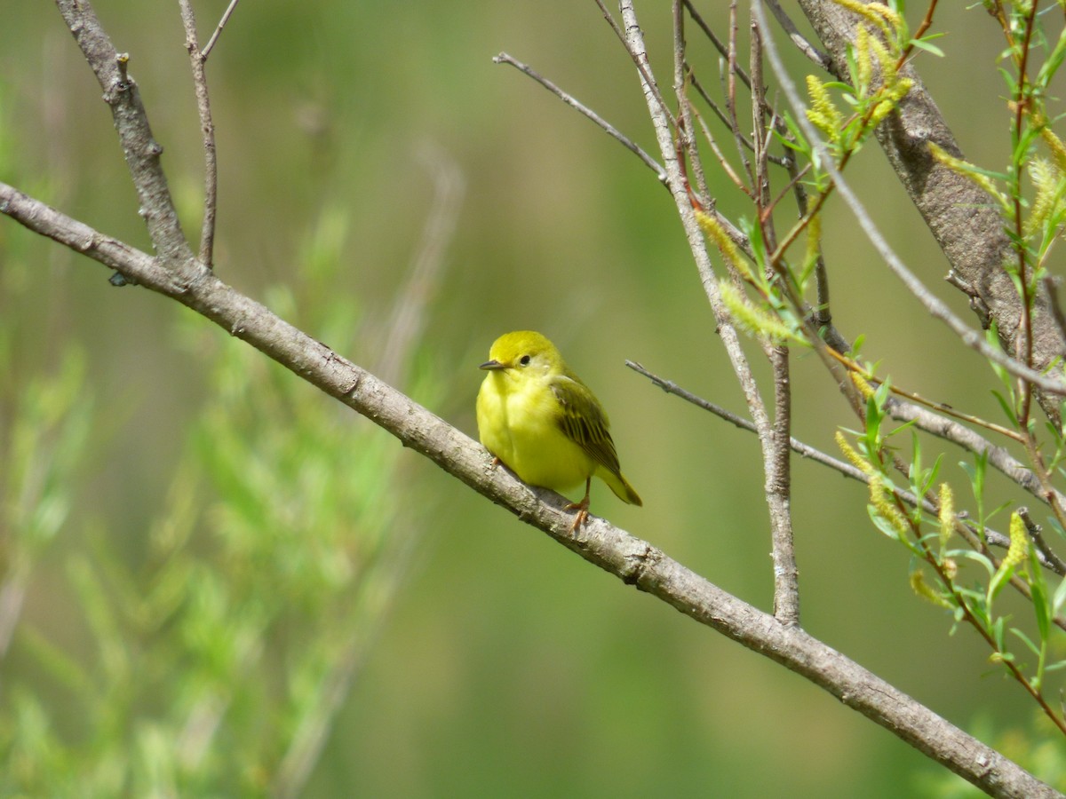 Yellow Warbler - ML452716821