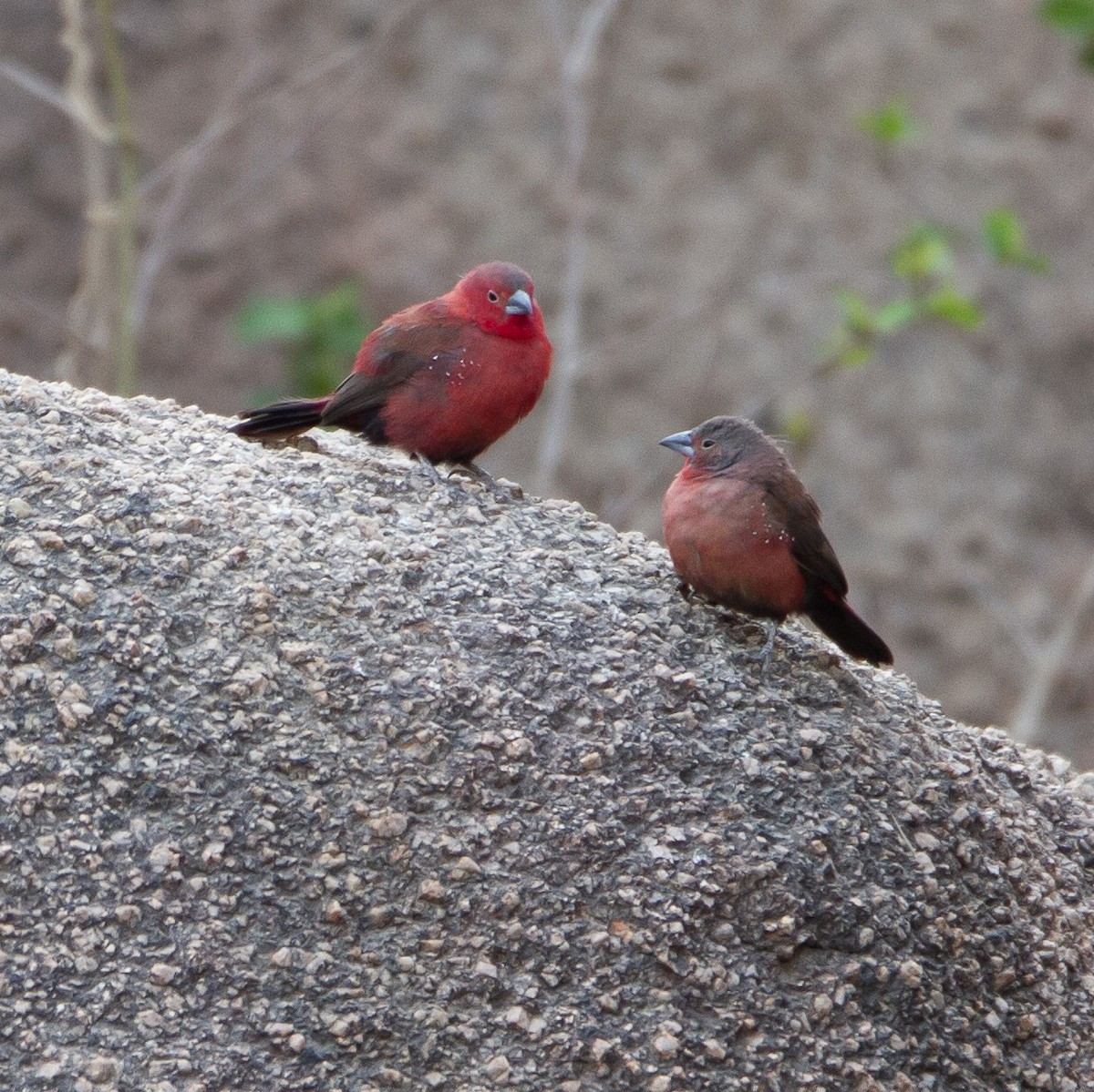 Rock Firefinch - ML452717471