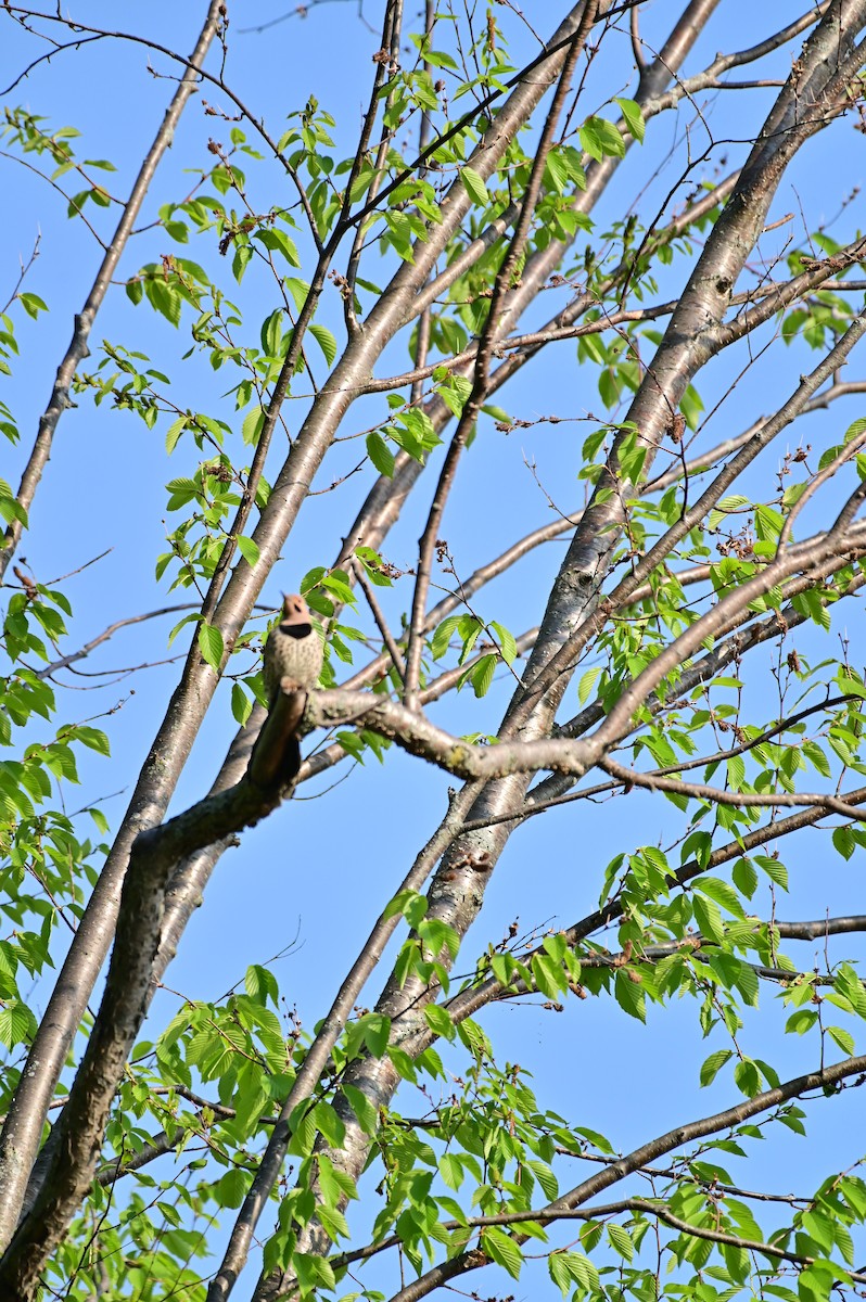 Carpintero Escapulario - ML452718931