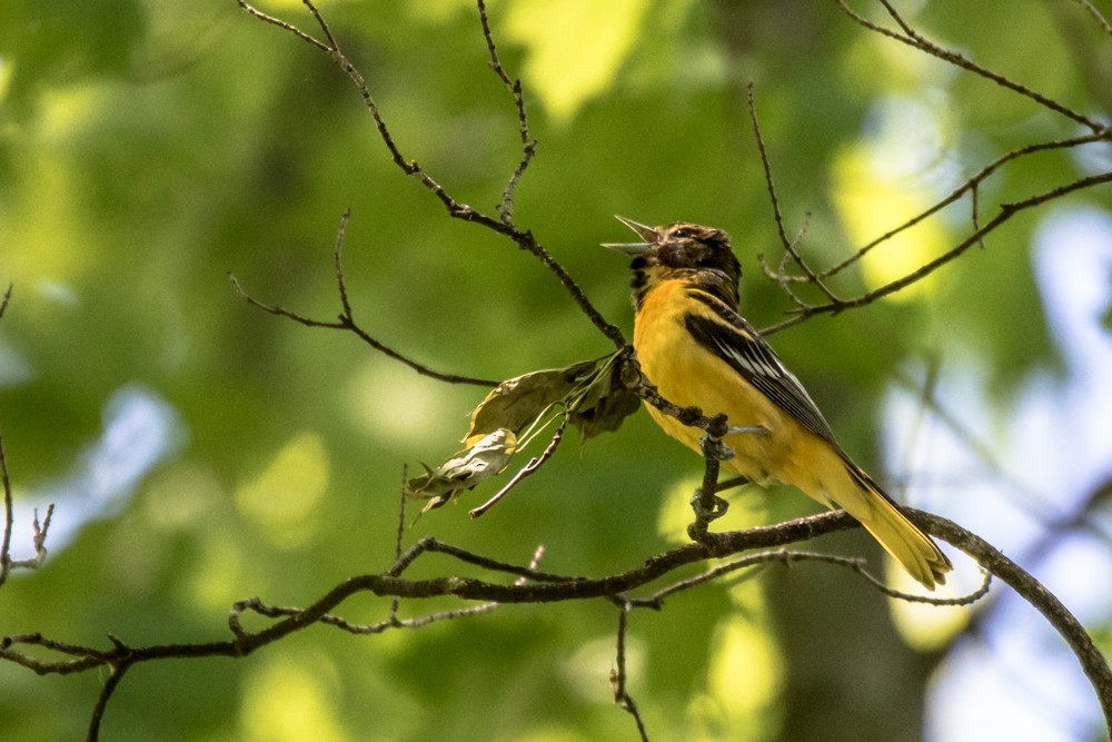 Baltimore Oriole - ML452719401