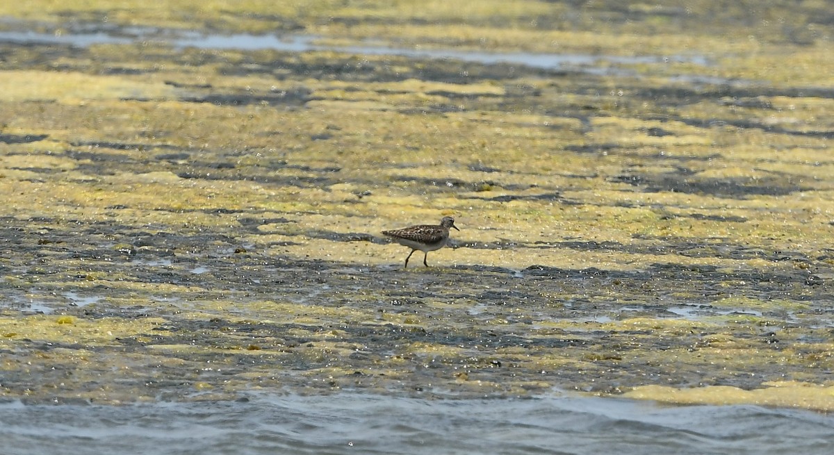 Wood Sandpiper - ML452719451