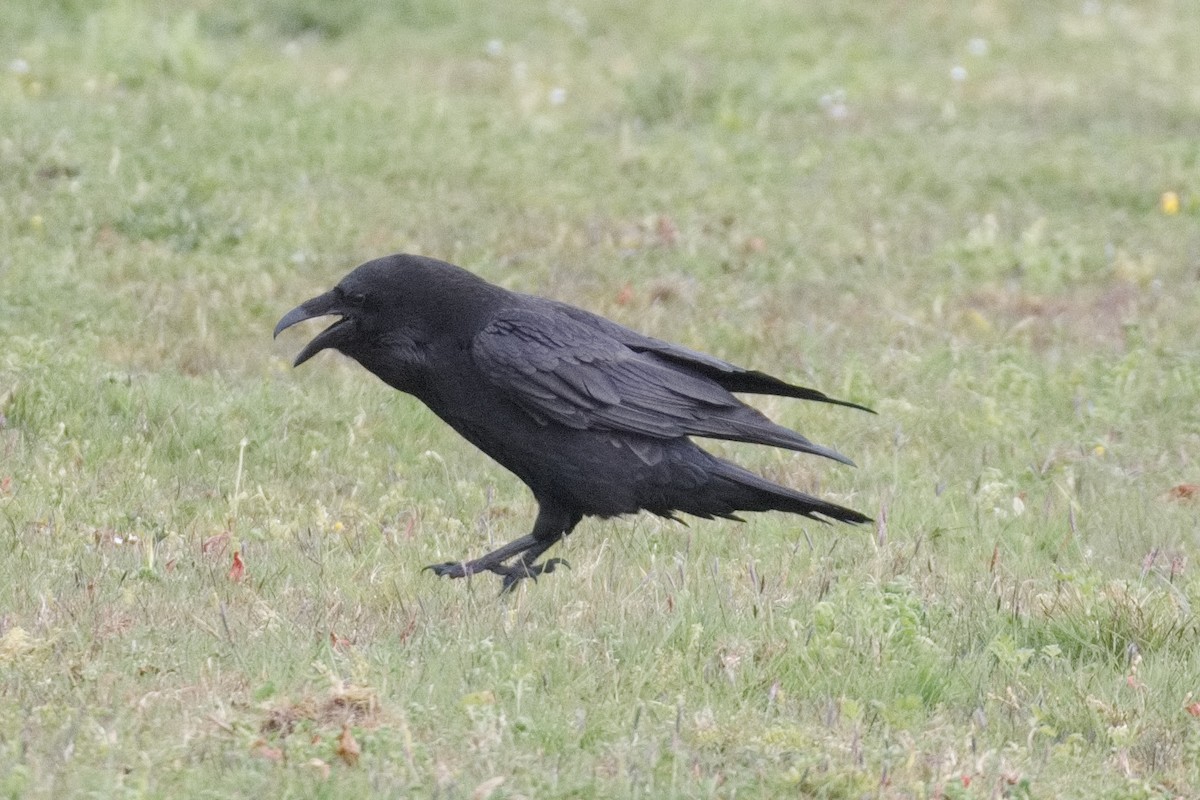 Common Raven - ML452720331