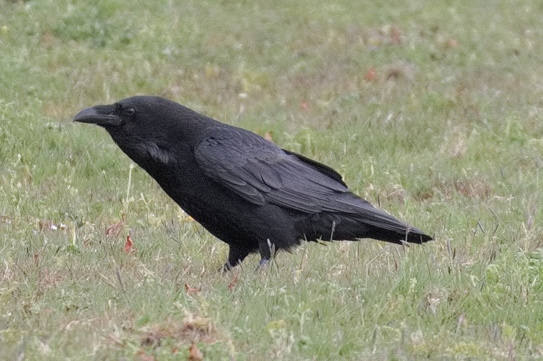 Common Raven - ML452720401