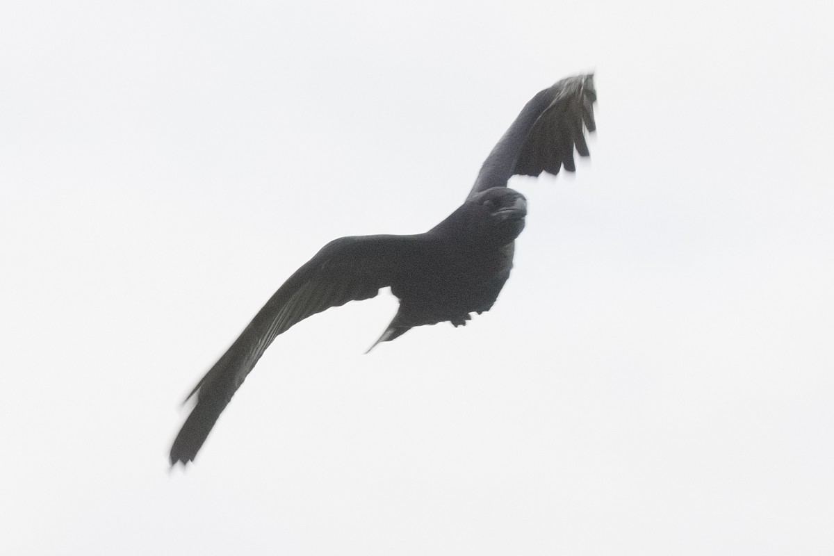 Common Raven - ML452720431