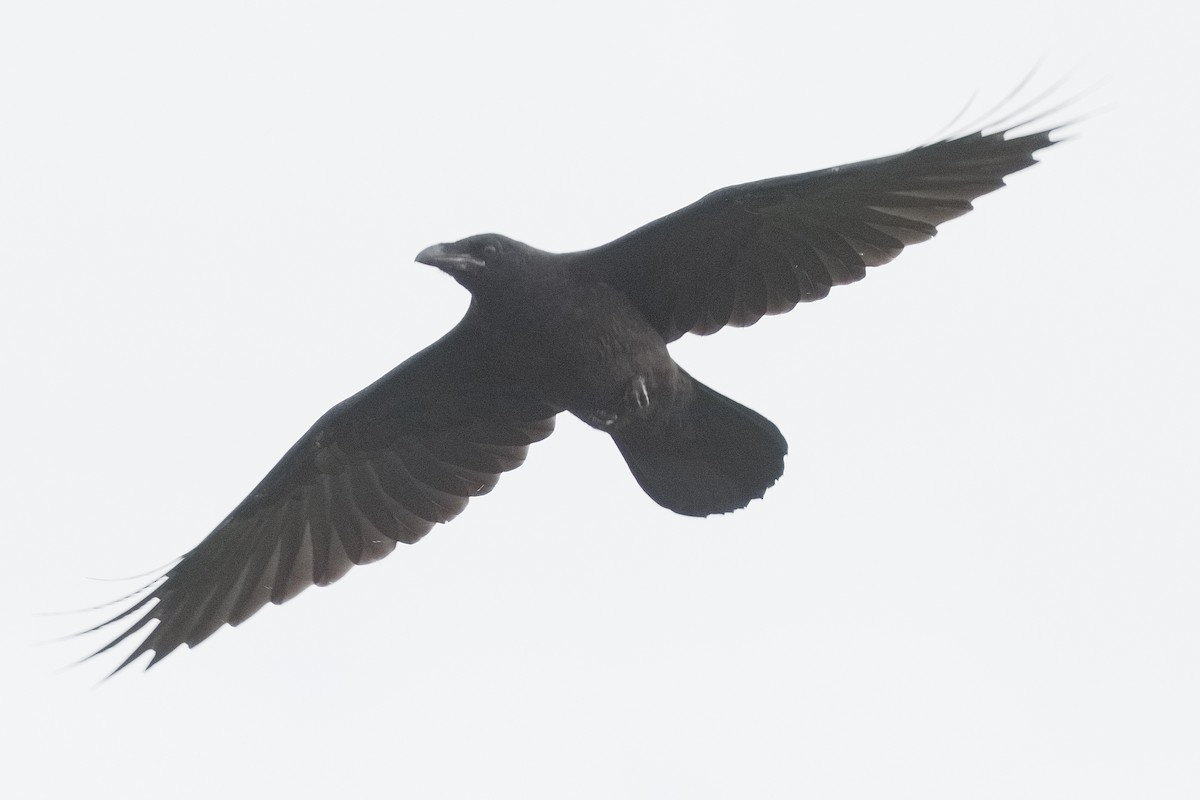 Common Raven - ML452720461