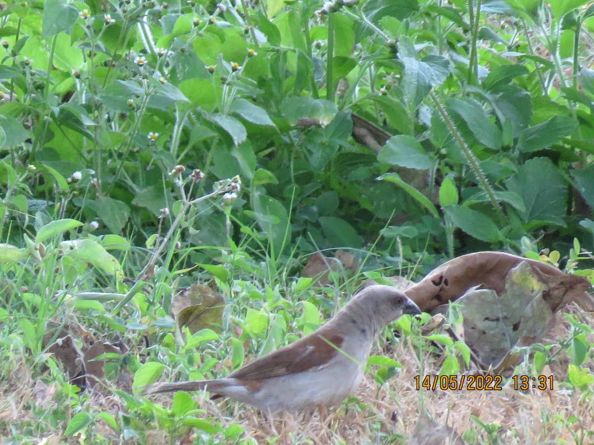 Southern Gray-headed Sparrow - Margaret Steel