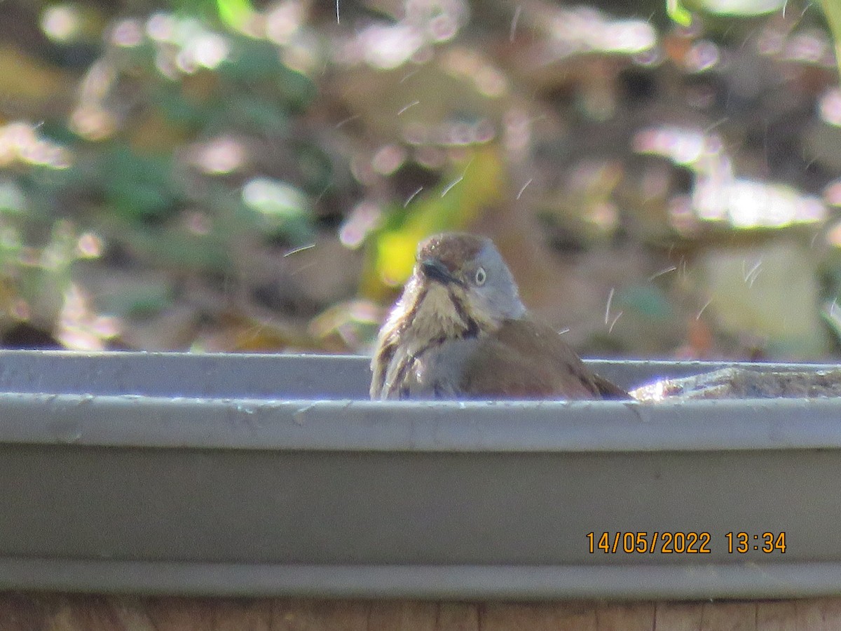 Collared Palm-Thrush - ML452720901