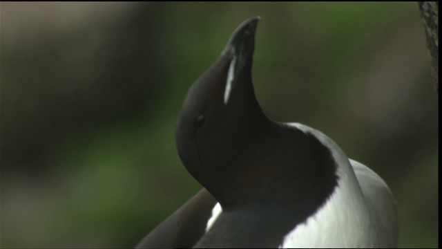 Thick-billed Murre - ML452721