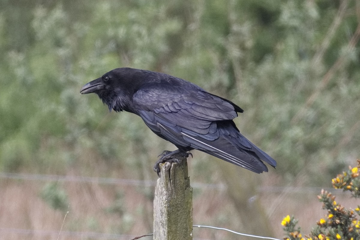 Common Raven - ML452721191