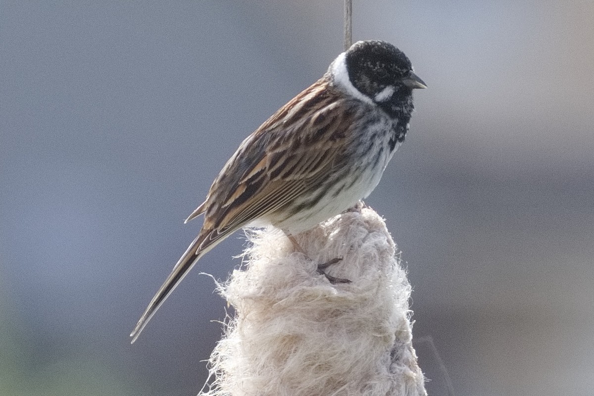 Reed Bunting - ML452721291