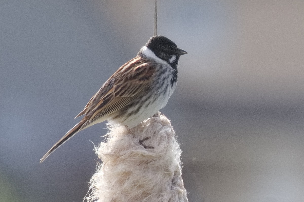 Reed Bunting - ML452721371