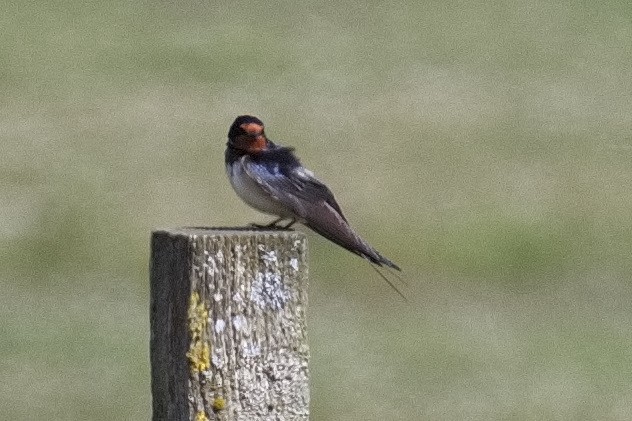 Barn Swallow - ML452721551