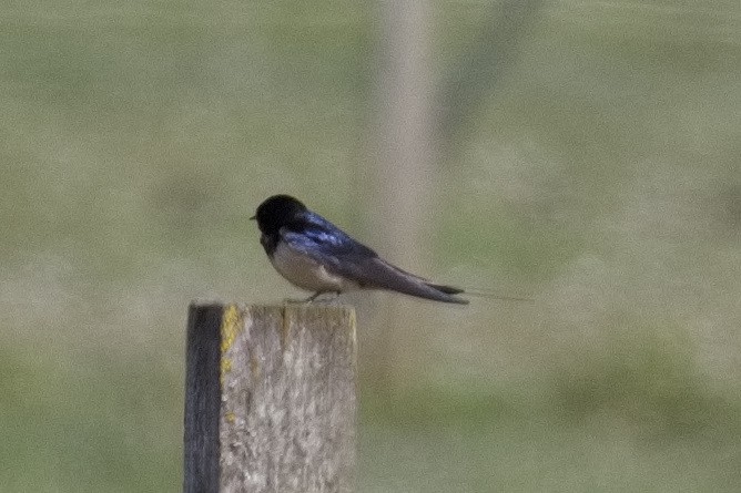 Barn Swallow - ML452721591