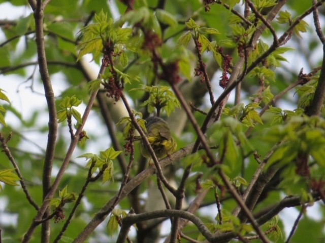 Mourning Warbler - ML452722051