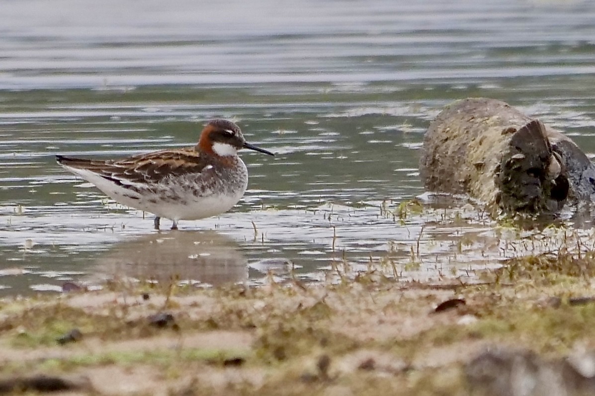 Phalarope à bec étroit - ML452722251