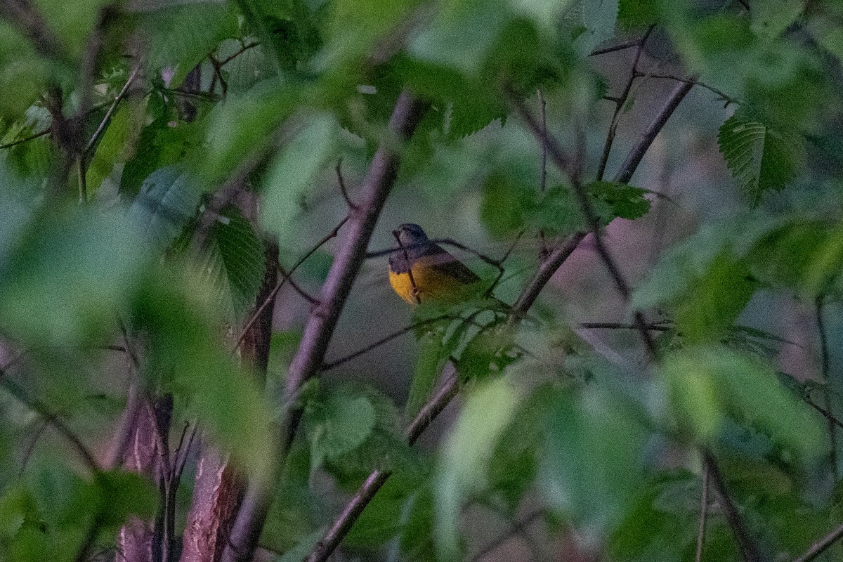 Mourning Warbler - ML452722671