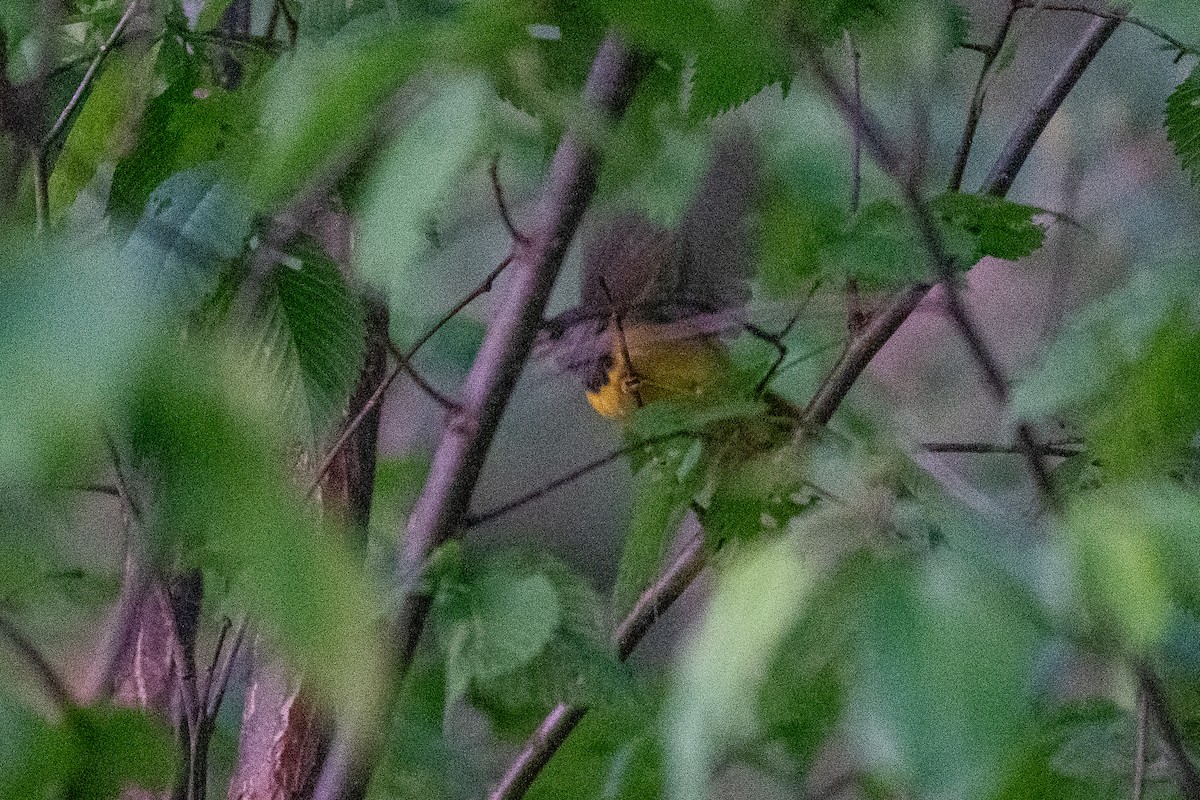 Mourning Warbler - ML452722691