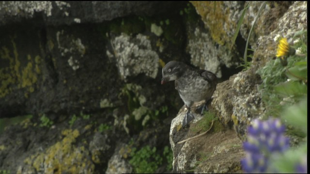 Least Auklet - ML452723