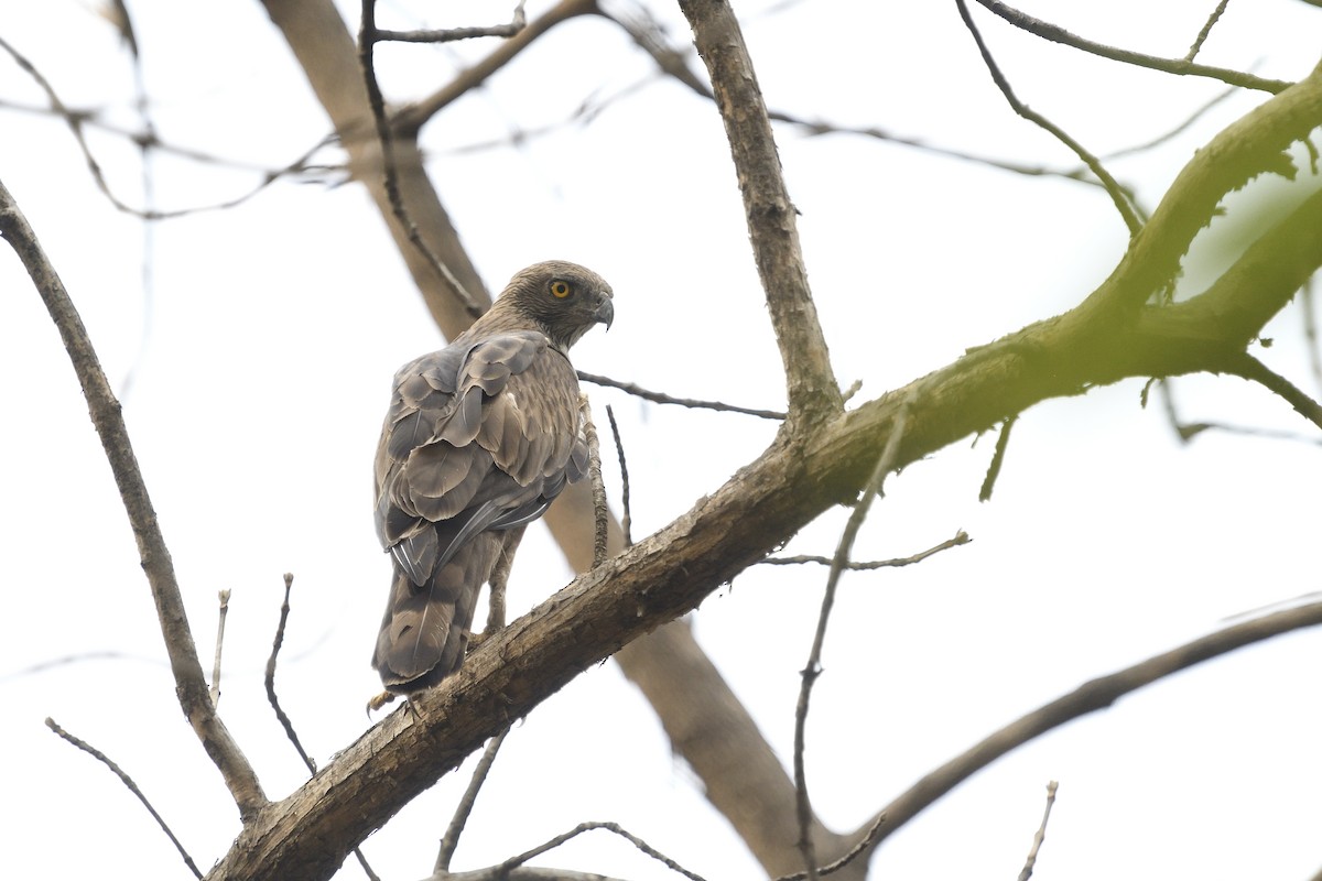 Changeable Hawk-Eagle - ML452723171