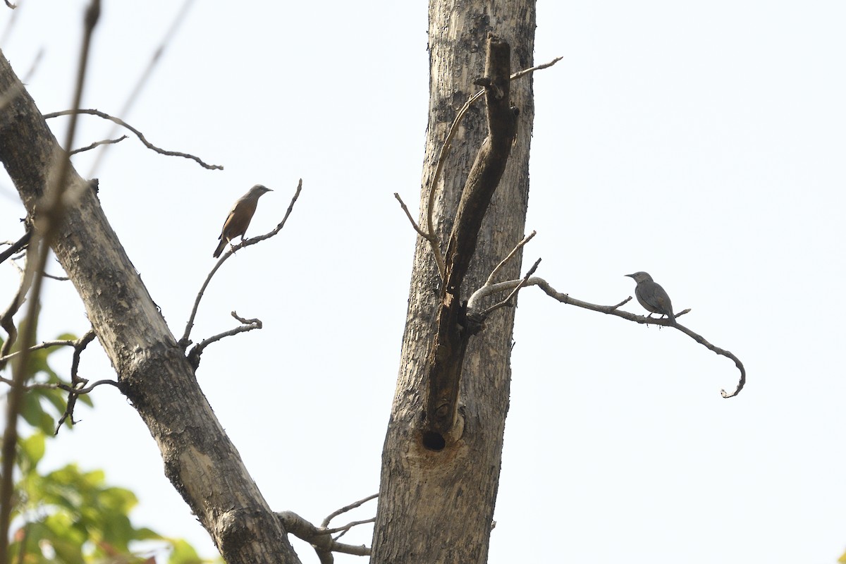Chestnut-tailed Starling - ML452723461
