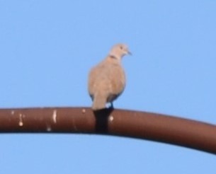 Eurasian Collared-Dove - ML45272351