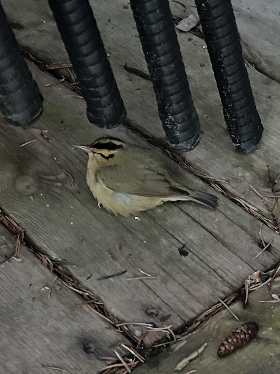Worm-eating Warbler - Viv Kinnaird