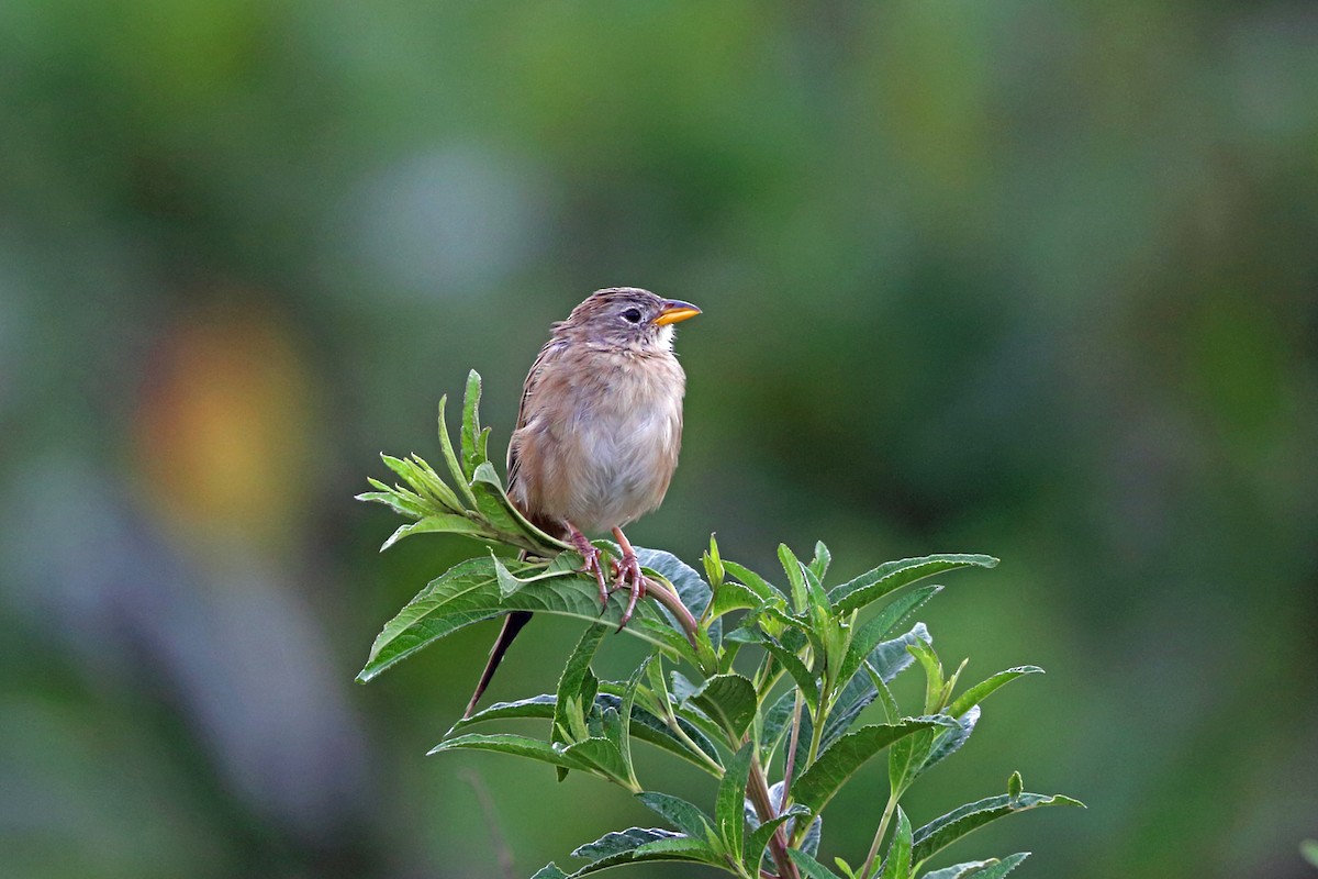 Wedge-tailed Grass-Finch - Nigel Voaden