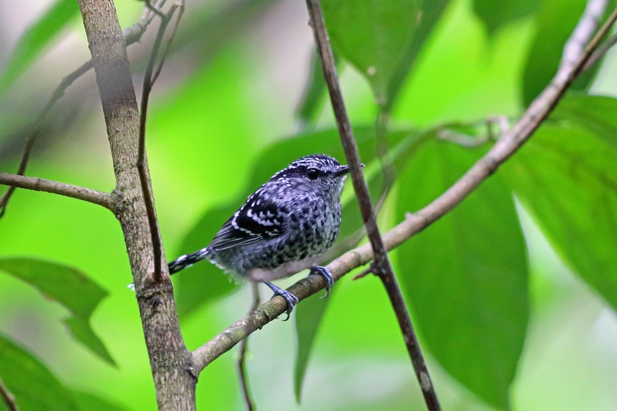 Scaled Antbird - Nigel Voaden